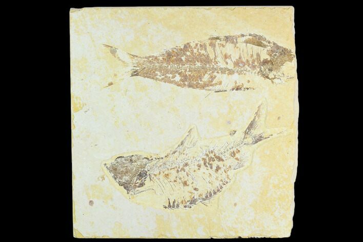 Pair of Fossil Fish (Knightia) - Green River Formation #126564